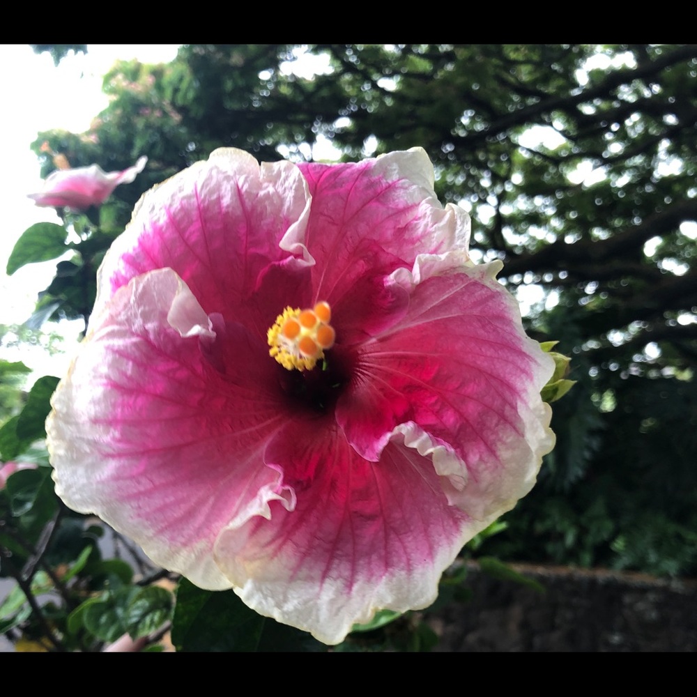 Meet your Posher, Marcia